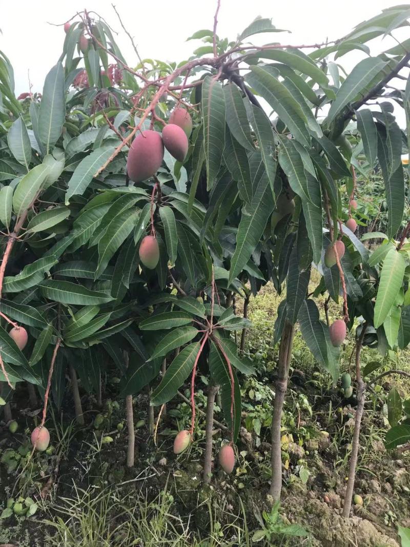 芒果苗金煌台农桂七四季芒红贵妃凯特澳芒嫁接芒果树苗地栽盆