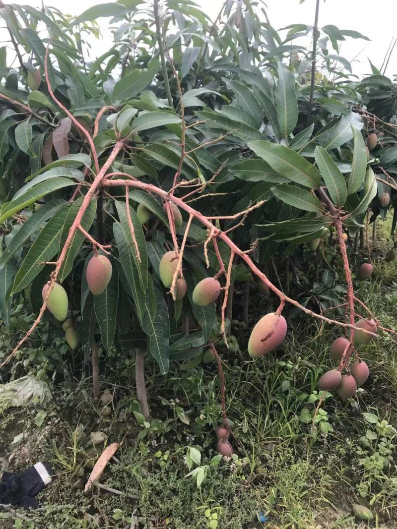 芒果苗金煌台农桂七四季芒红贵妃凯特澳芒嫁接芒果树苗地栽盆