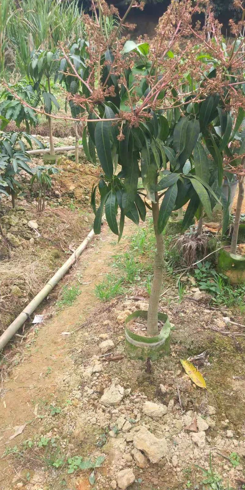 芒果苗金煌台农桂七四季芒红贵妃凯特澳芒嫁接芒果树苗地栽盆