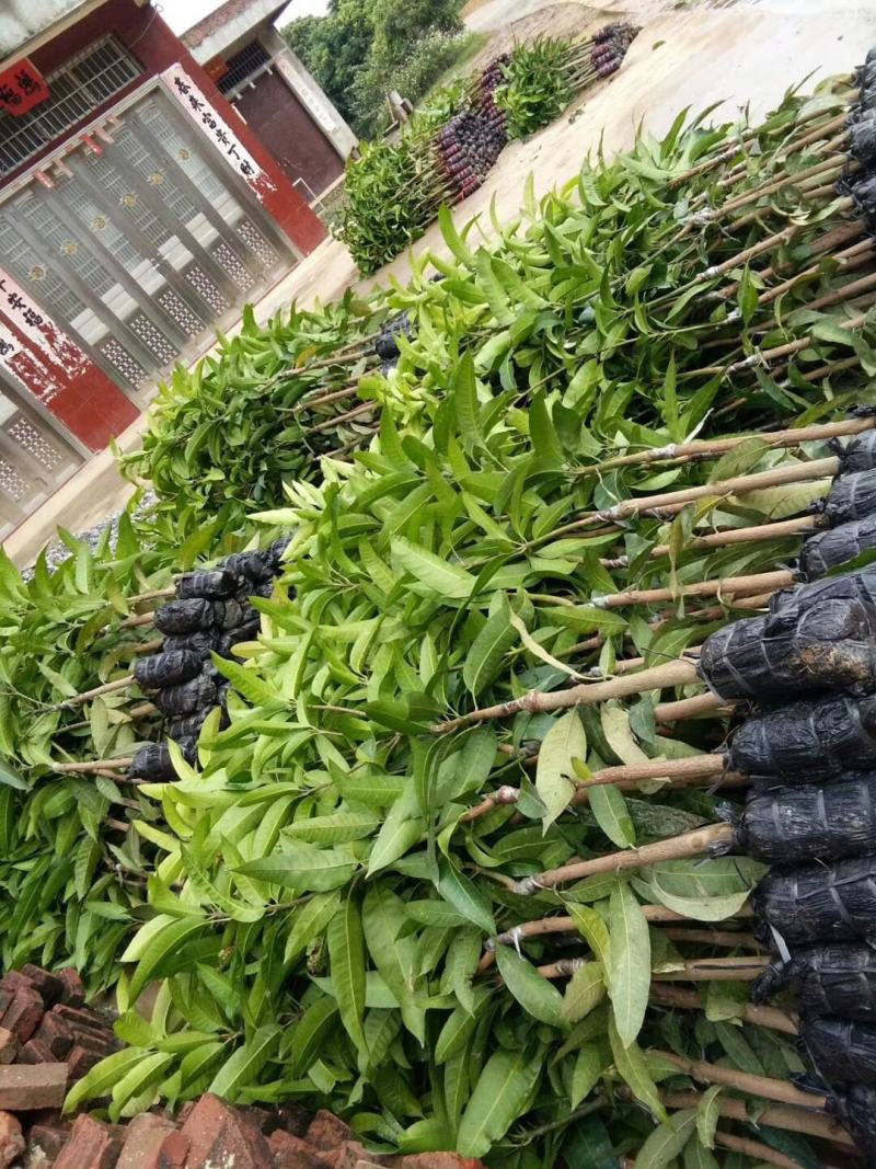 芒果苗金煌台农桂七四季芒红贵妃凯特澳芒嫁接芒果树苗地栽盆