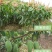 芒果苗金煌台农桂七四季芒红贵妃凯特澳芒嫁接芒果树苗地栽盆