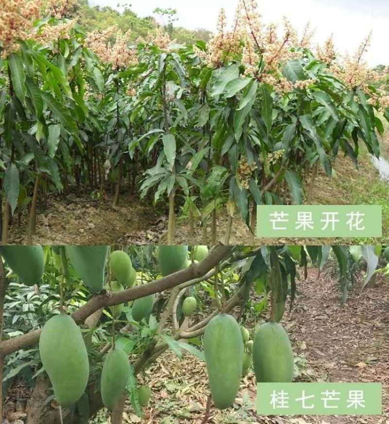 芒果苗金煌台农桂七四季芒红贵妃凯特澳芒嫁接芒果树苗地栽盆