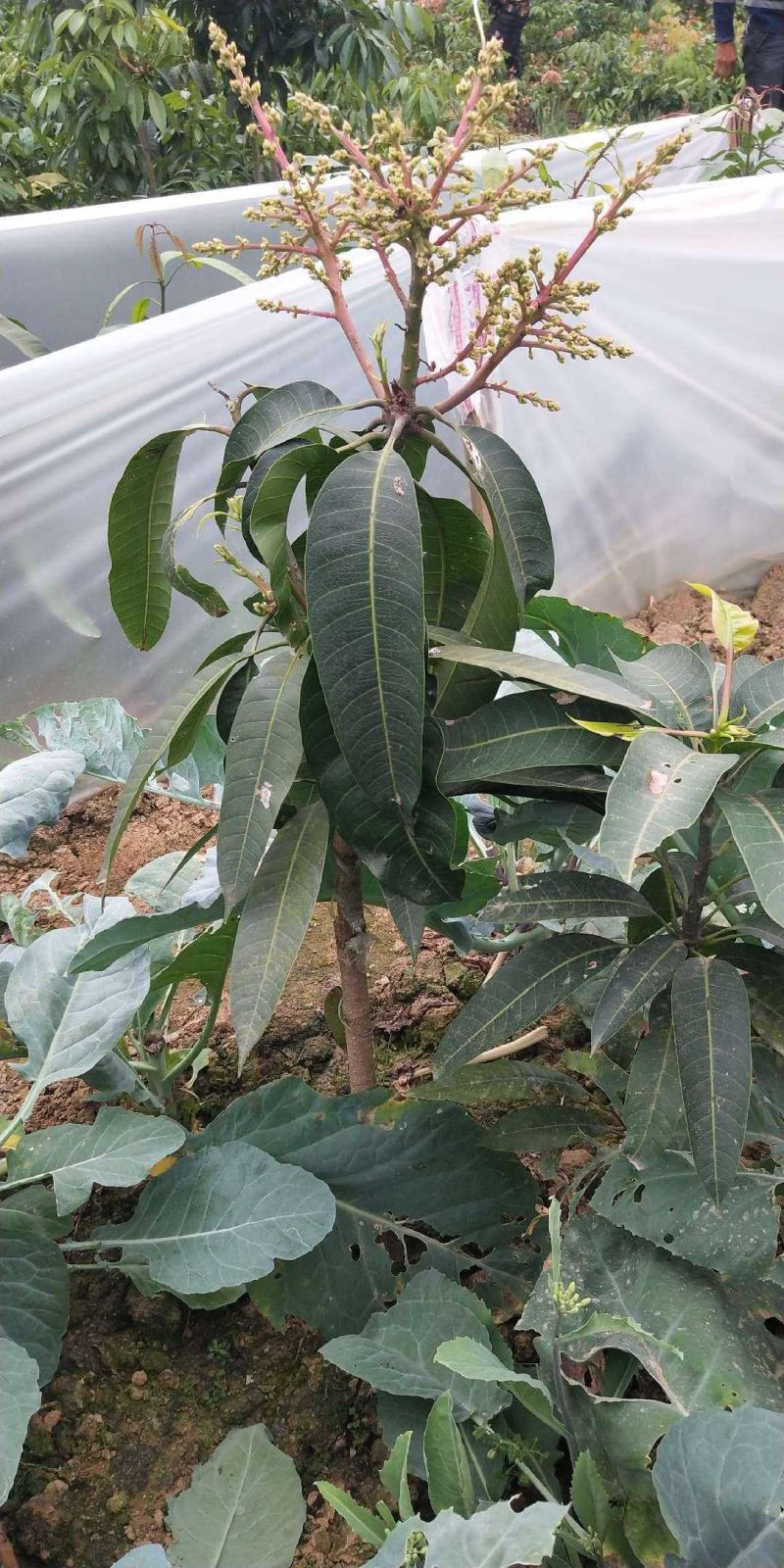 芒果苗金煌台农桂七四季芒红贵妃凯特澳芒嫁接芒果树苗地栽盆