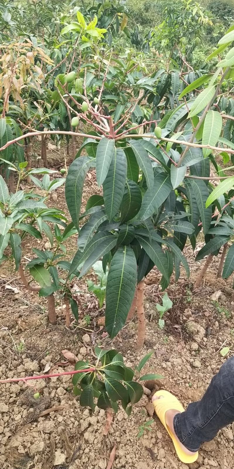 芒果苗金煌台农桂七四季芒红贵妃凯特澳芒嫁接芒果树苗地栽盆