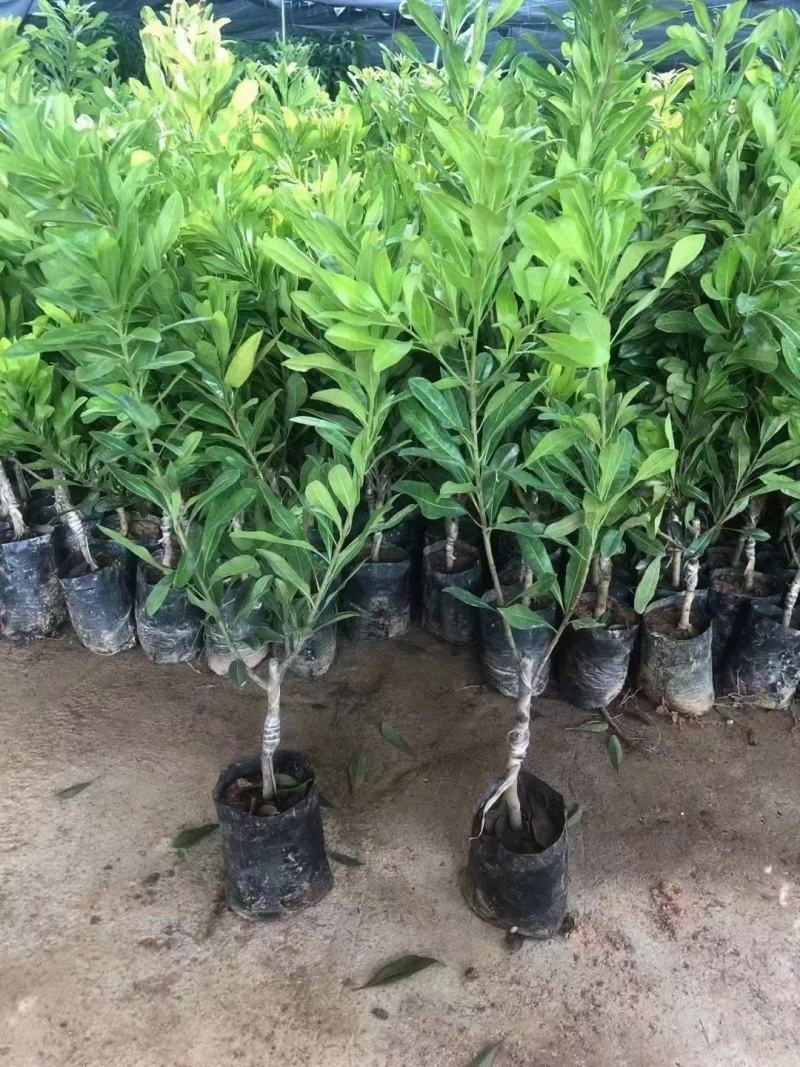 杨梅树苗东魁杨梅苗水晶大白梅广西杨梅苗石塘梅南北方种植