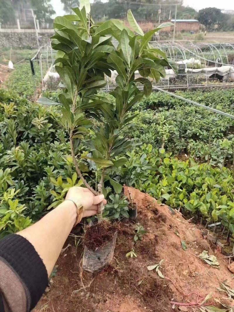 杨梅树苗东魁杨梅苗水晶大白梅广西杨梅苗石塘梅南北方种植