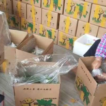只做代发云南新鲜高山甜香蕉