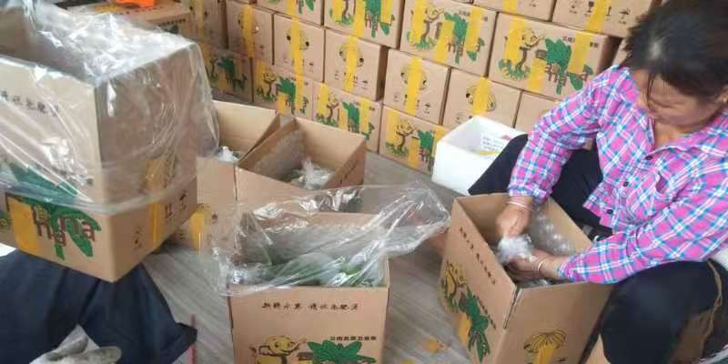 只做代发云南新鲜高山甜香蕉