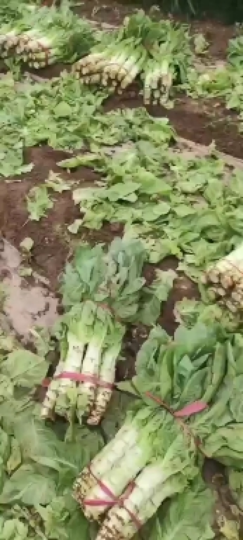 圆叶窝笋，欢迎选购