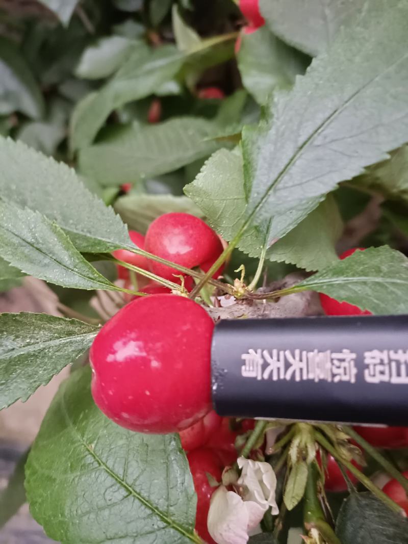 洽川大樱桃！全部都是产地价！物美价廉！欢迎各位老板前来订