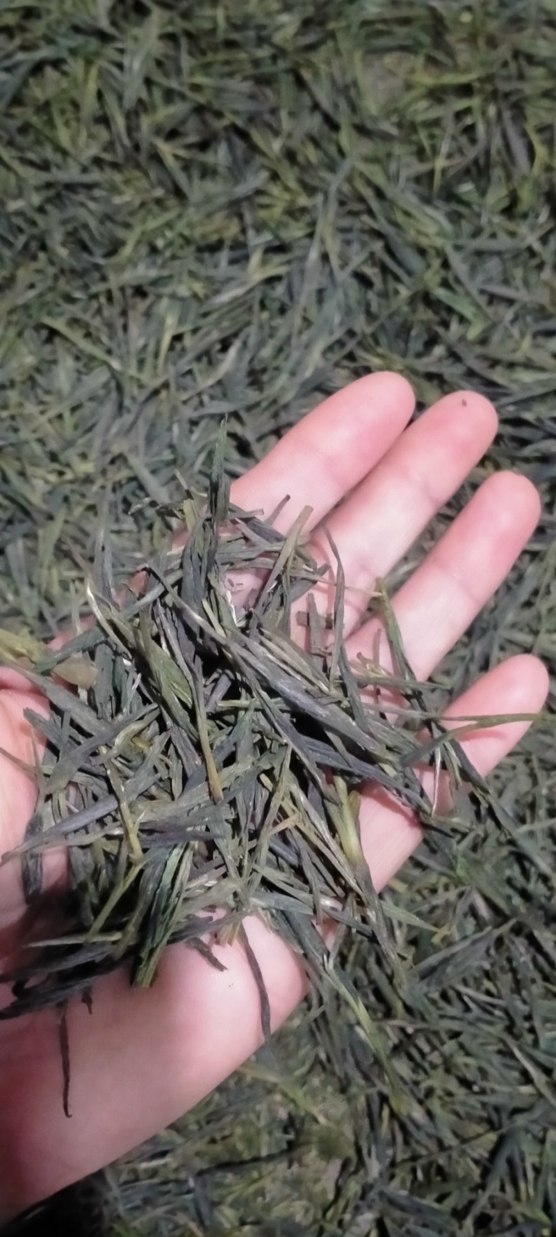 绿茶