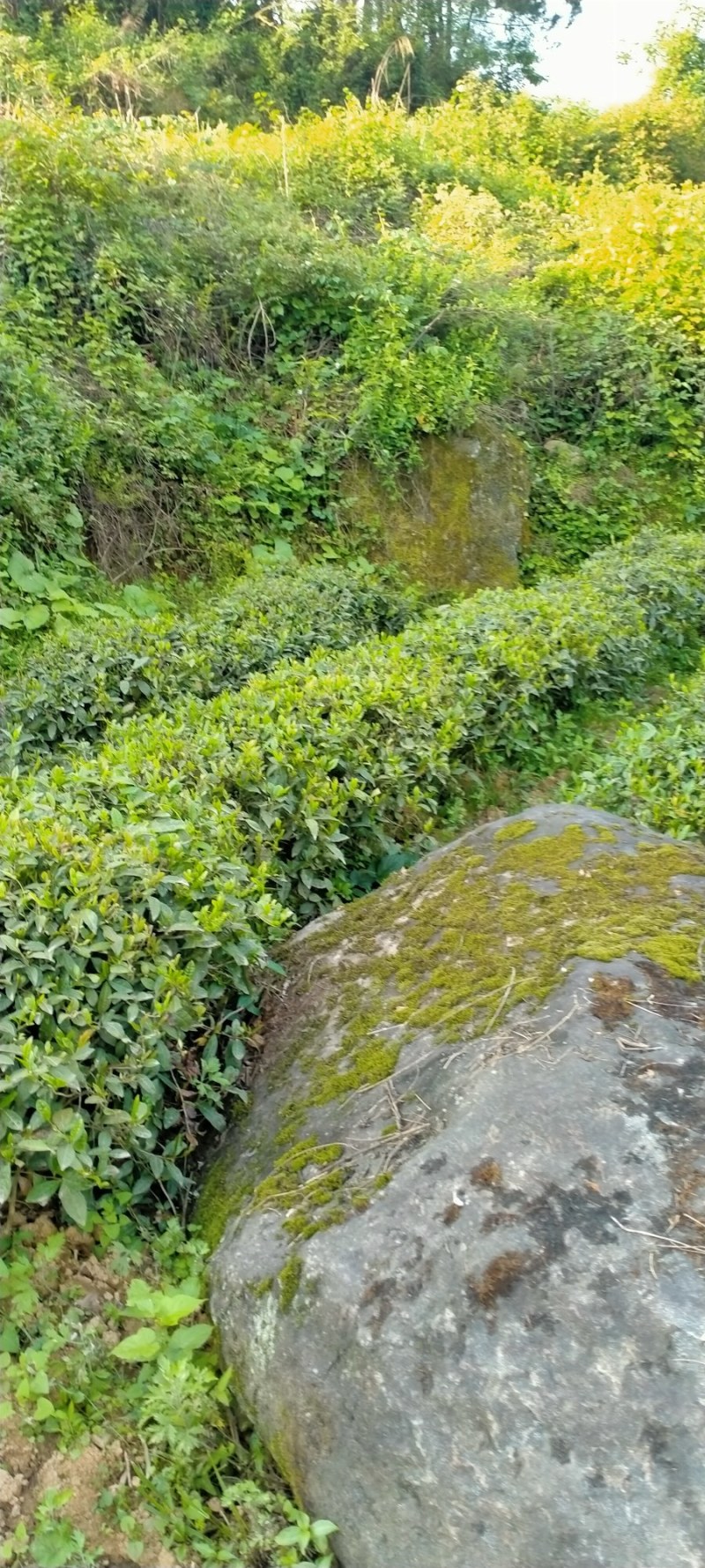 绿茶