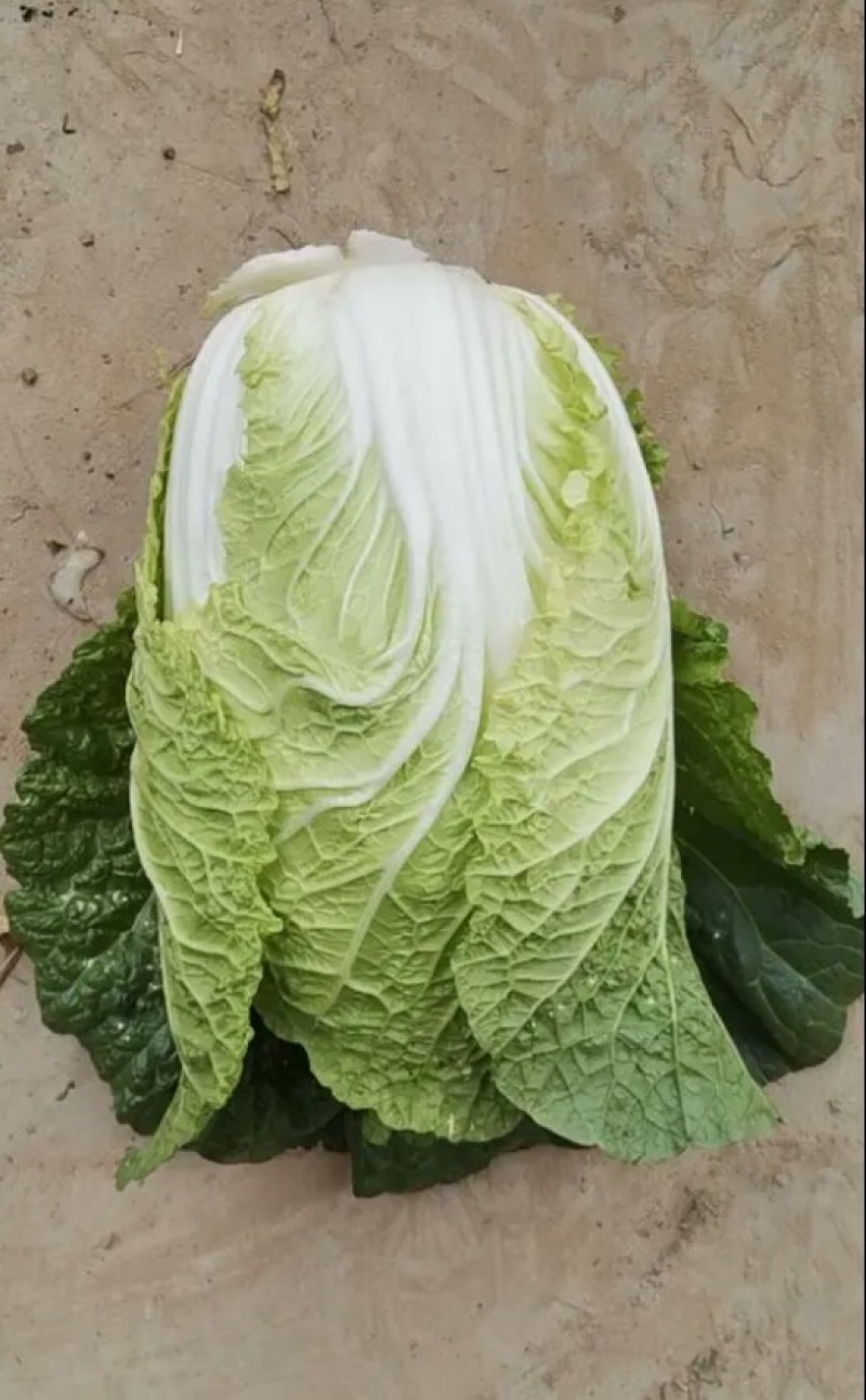 大白菜个头匀称，叶绿黄心新鲜货