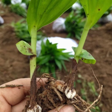 紫花宽叶大白芨种苗