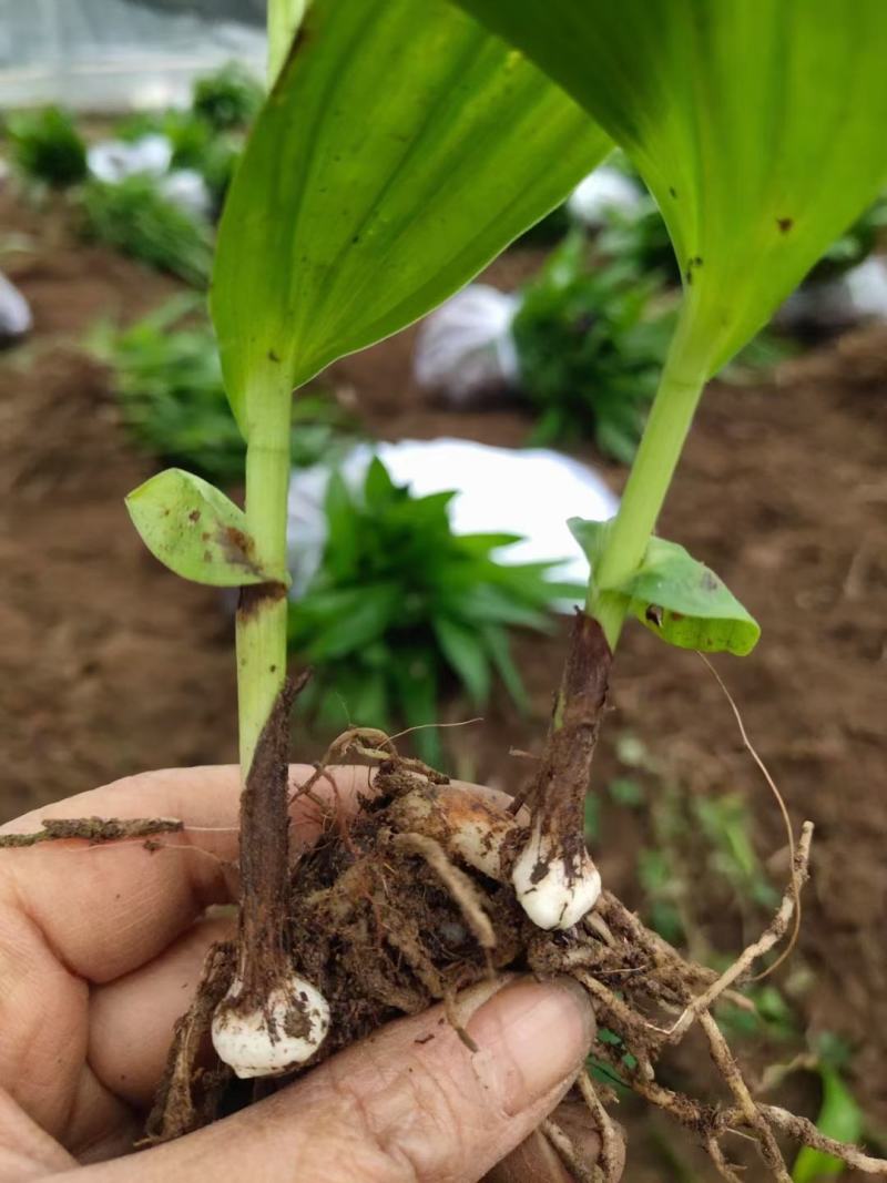 紫花宽叶大白芨种苗