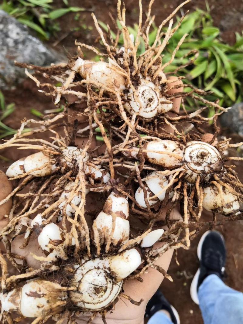 紫花宽叶大白芨种苗