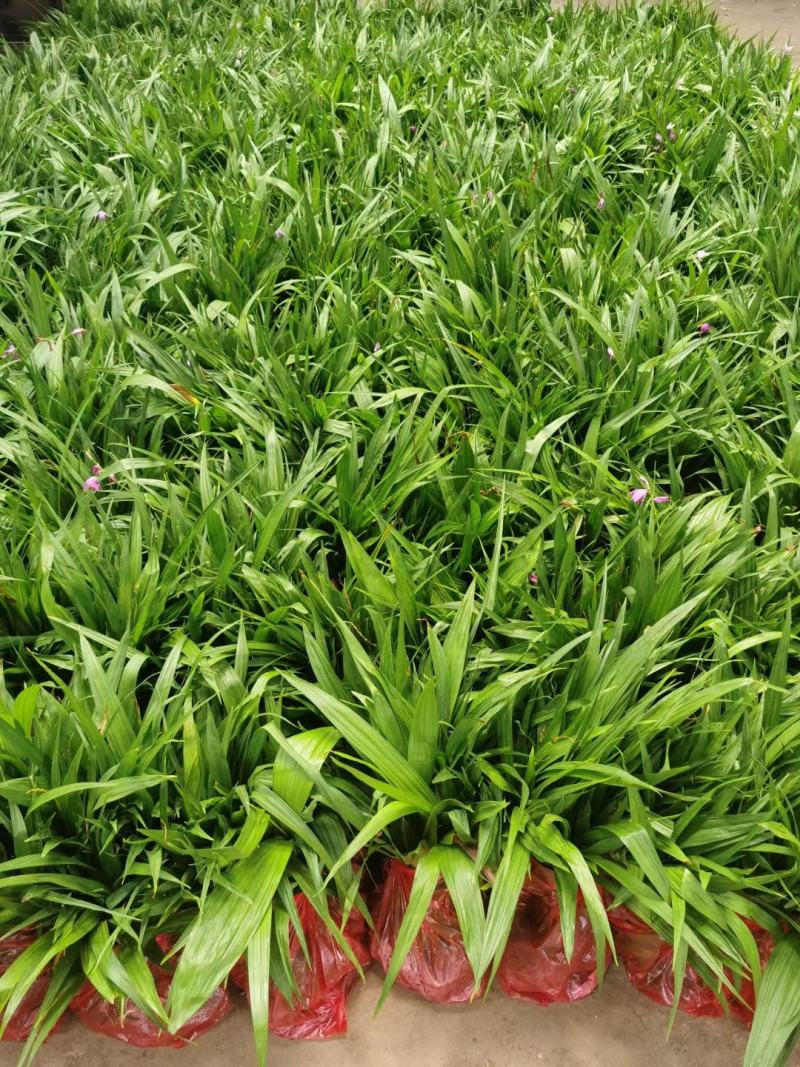 紫花宽叶大白芨种苗