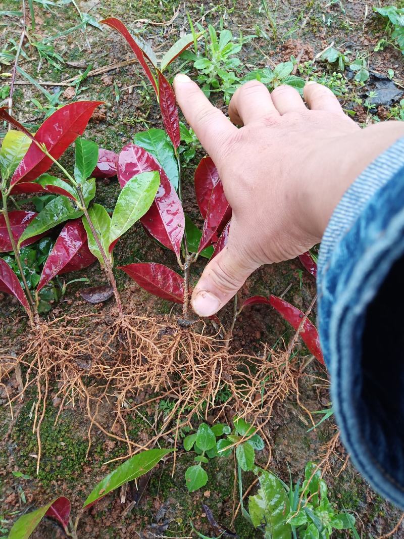 供应红背桂扦插苗，物美价廉，好货不多了，需要的赶快下单。