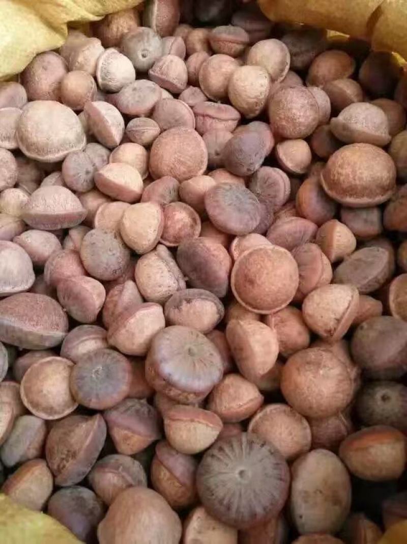 大个足干货粒粒有肉簿壳风流果(产地直发，大量批发)