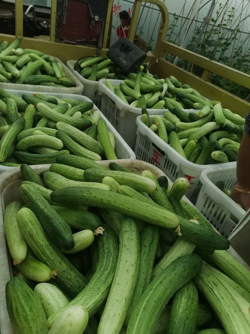 大众蔬菜基地，捡便宜了，给钱我就抛！