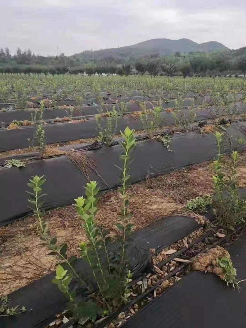 防草布厂家，除草布厂家。盖草布一亩地多少钱
