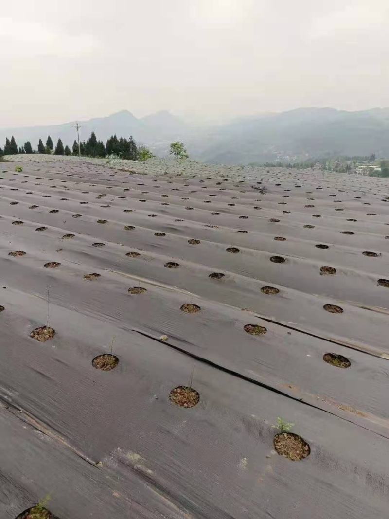 防草布厂家，除草布厂家。盖草布一亩地多少钱