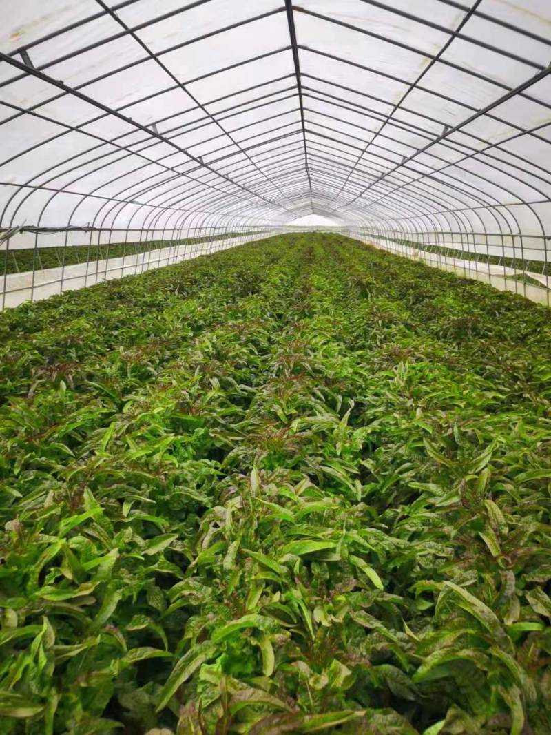红莴笋大量上市品质保证一手货源量大从优欢迎联系