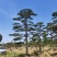 精品2-10米造型松正在热销中自然园林造型松基地