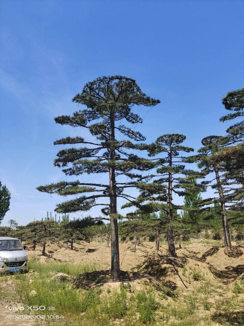 精品2-10米造型松正在热销中自然园林造型松基地