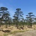 精品2-10米造型松正在热销中自然园林造型松基地