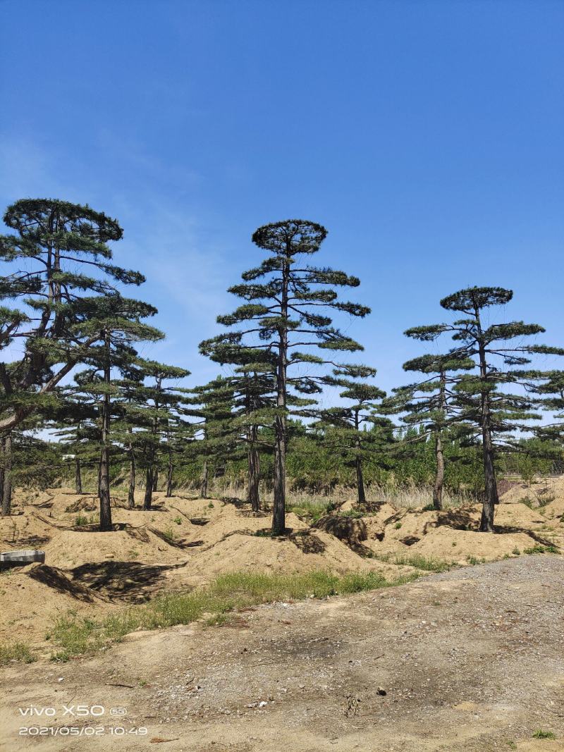 精品2-10米造型松正在热销中自然园林造型松基地