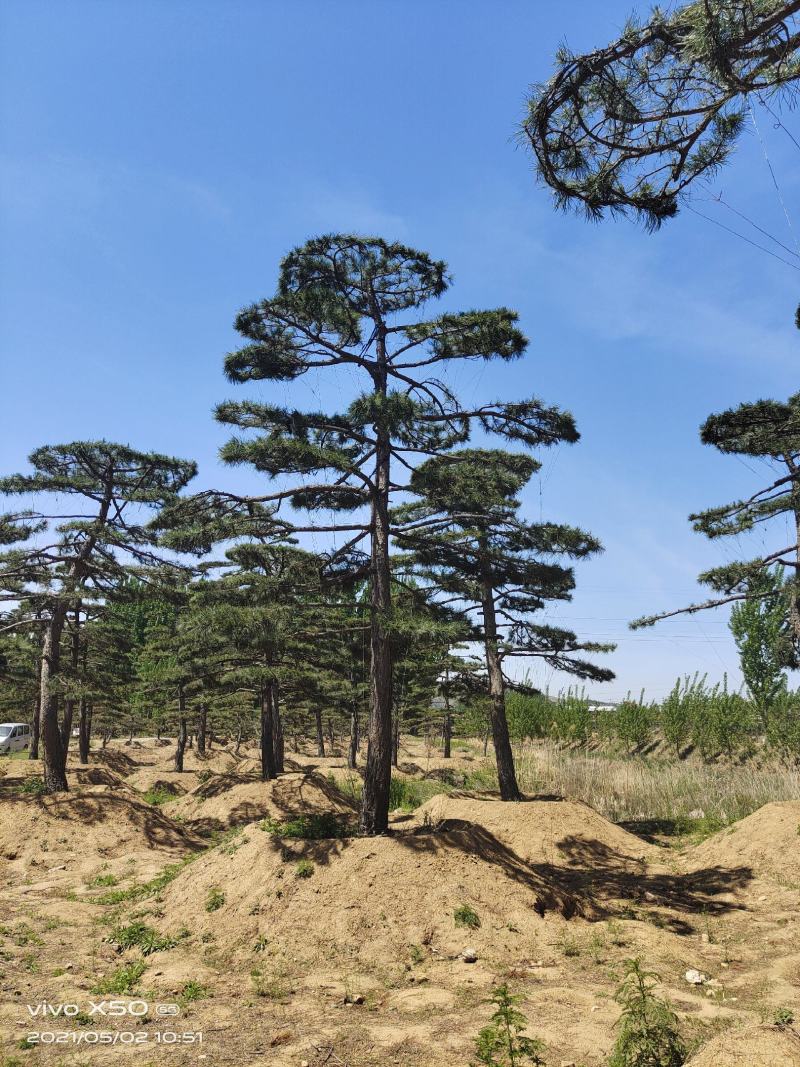 精品2-10米造型松正在热销中自然园林造型松基地