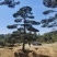 精品2-10米造型松正在热销中自然园林造型松基地