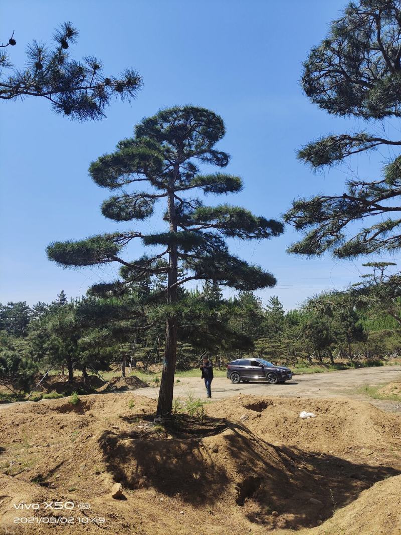 精品2-10米造型松正在热销中自然园林造型松基地