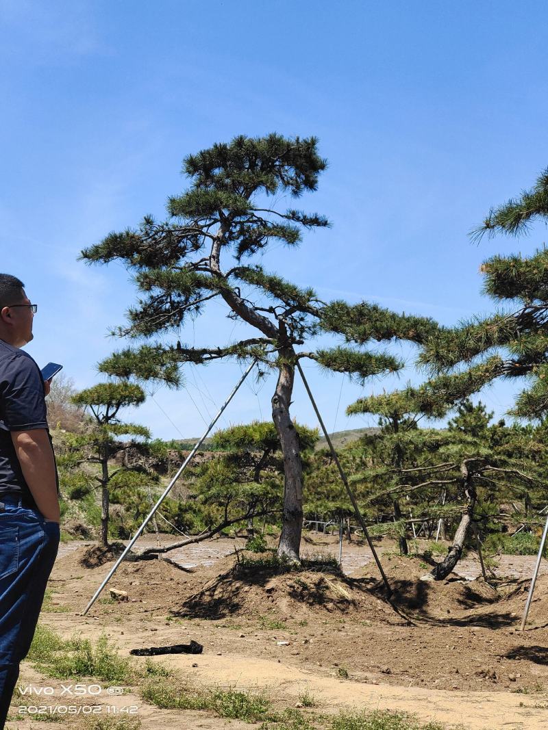 自然园林景观松基地，精品造型油松，造型黑松，基地直供