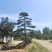 自然园林景观松基地，精品造型油松，造型黑松，基地直供