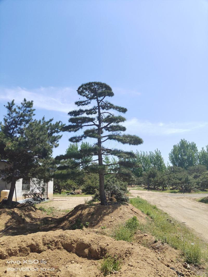 自然园林景观松基地，精品造型油松，造型黑松，基地直供