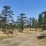 自然园林景观松基地，精品造型油松，造型黑松，基地直供