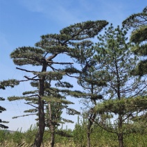 自然园林景观松基地，精品造型油松，造型黑松，基地直供