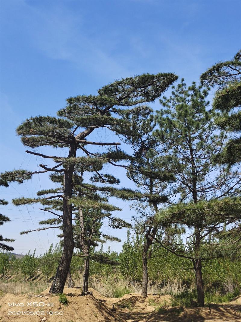 自然园林景观松基地，精品造型油松，造型黑松，基地直供