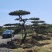 自然园林景观松基地，精品造型油松，造型黑松，基地直供