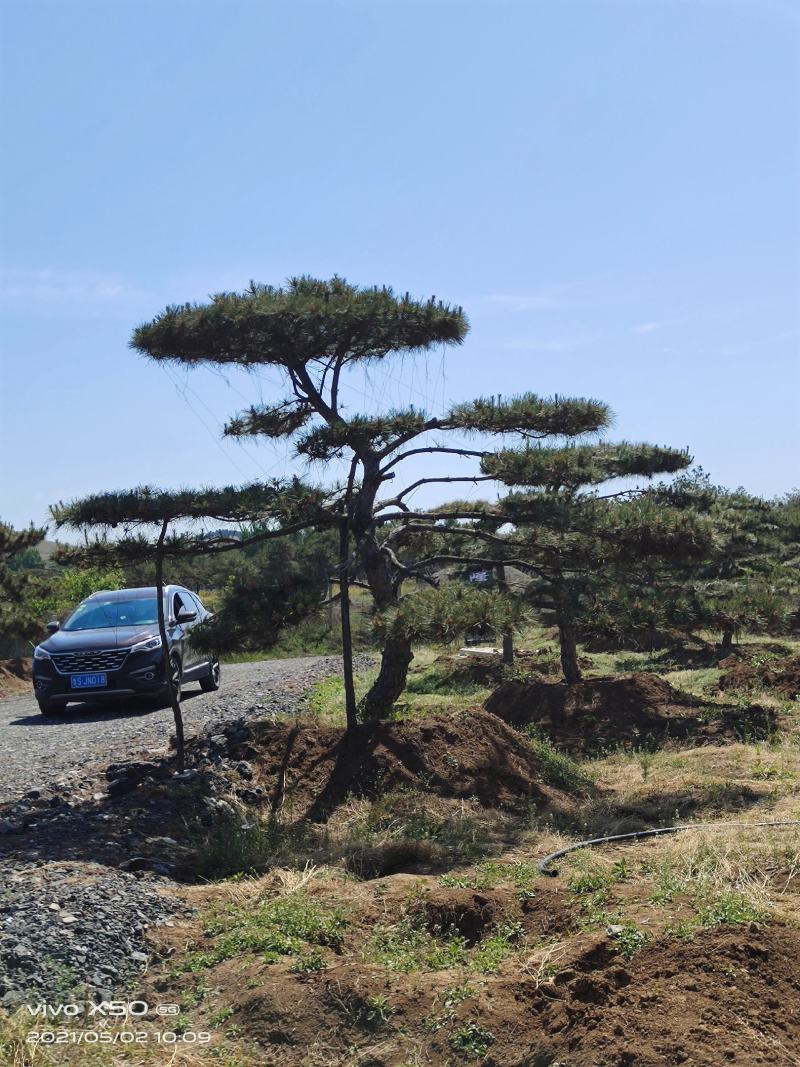 自然园林景观松基地，精品造型油松，造型黑松，基地直供