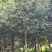 杜英多种规格江西杜英大量供应