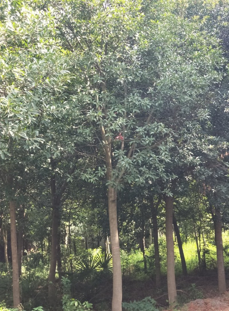 杜英多种规格江西杜英大量供应