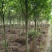 杜英多种规格江西杜英大量供应