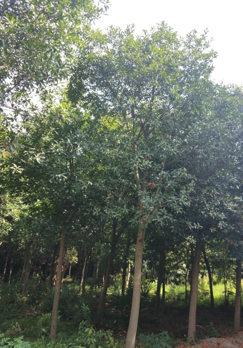 杜英多种规格江西杜英大量供应