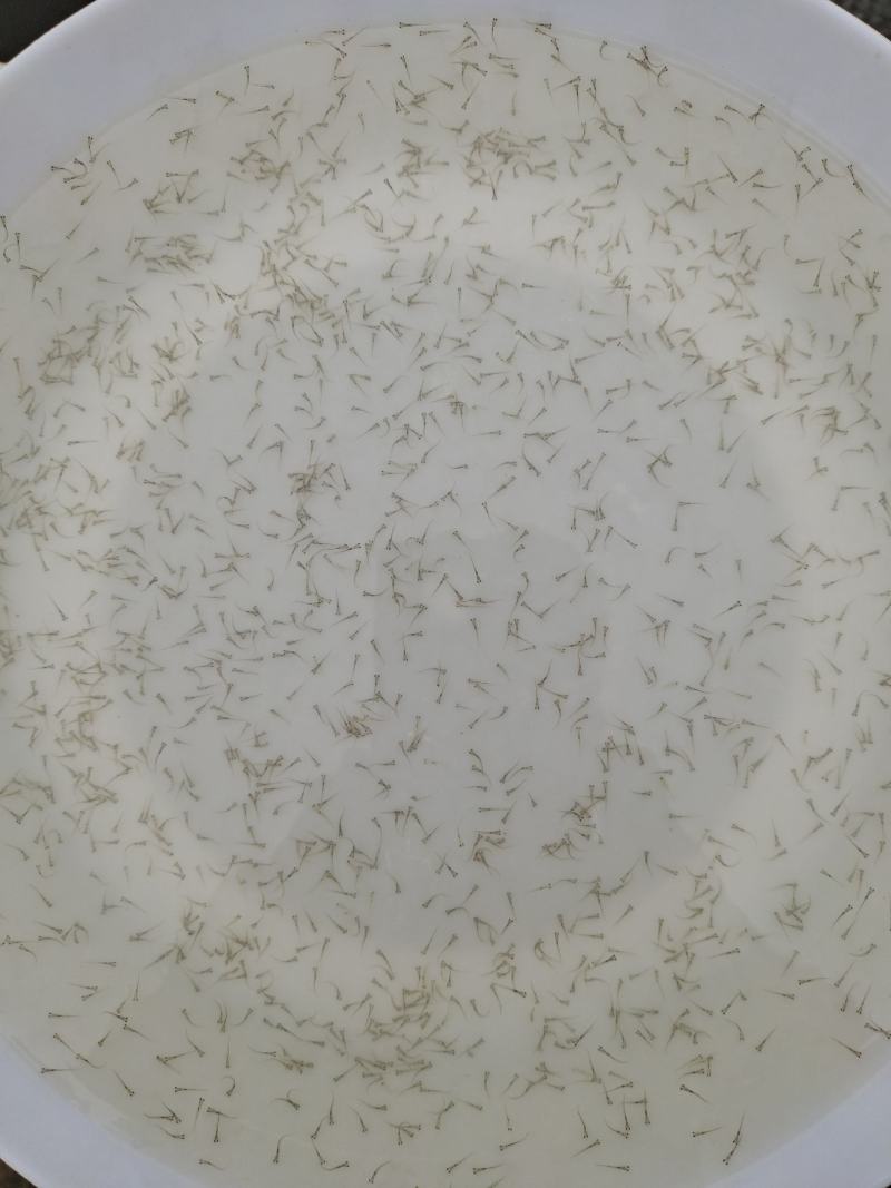 草鱼苗水花/草鱼水花/技术指导跟进/量大优惠基地直发