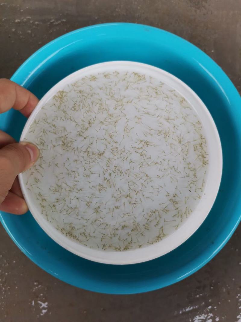 草鱼苗水花/草鱼水花/技术指导跟进/量大优惠基地直发