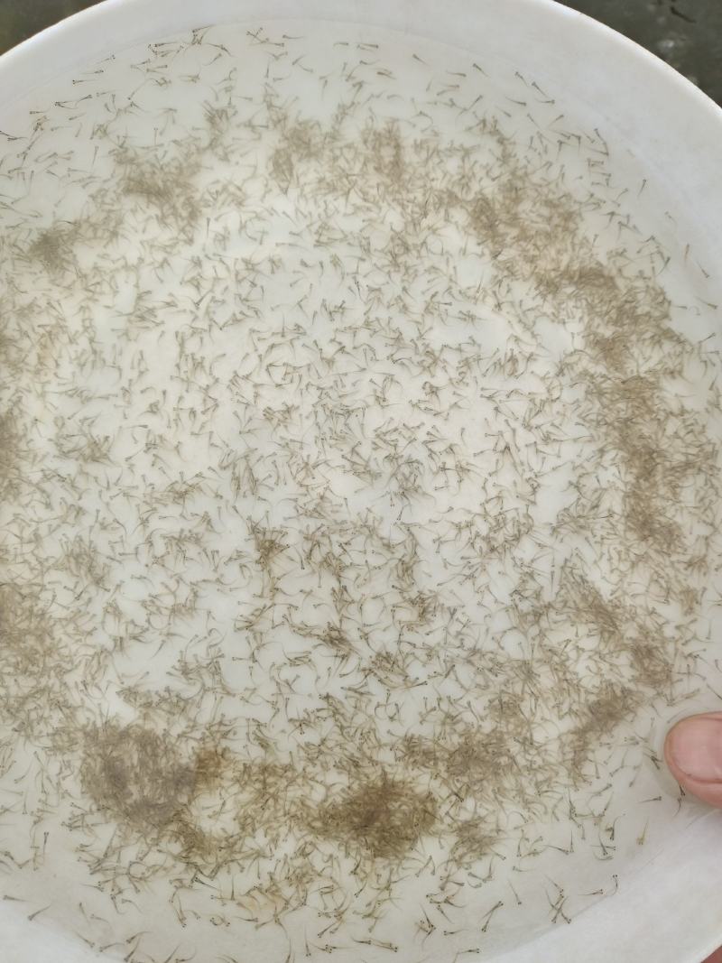 草鱼苗水花/草鱼水花/技术指导跟进/量大优惠基地直发