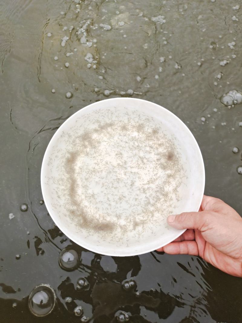 草鱼苗水花/草鱼水花/技术指导跟进/量大优惠基地直发